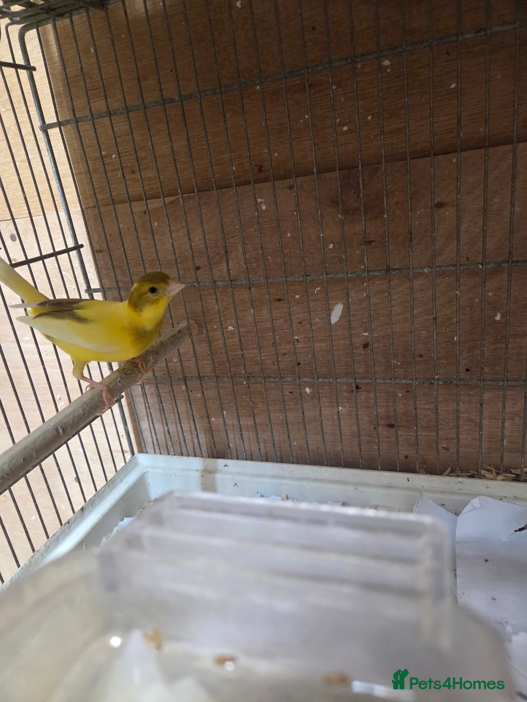 Canaries birds for sale: Fife canarys  - Advert 10