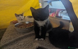 Domestic Shorthair cats for sale: Our last Girl, Playfull & loving, Well handled* - Image 13