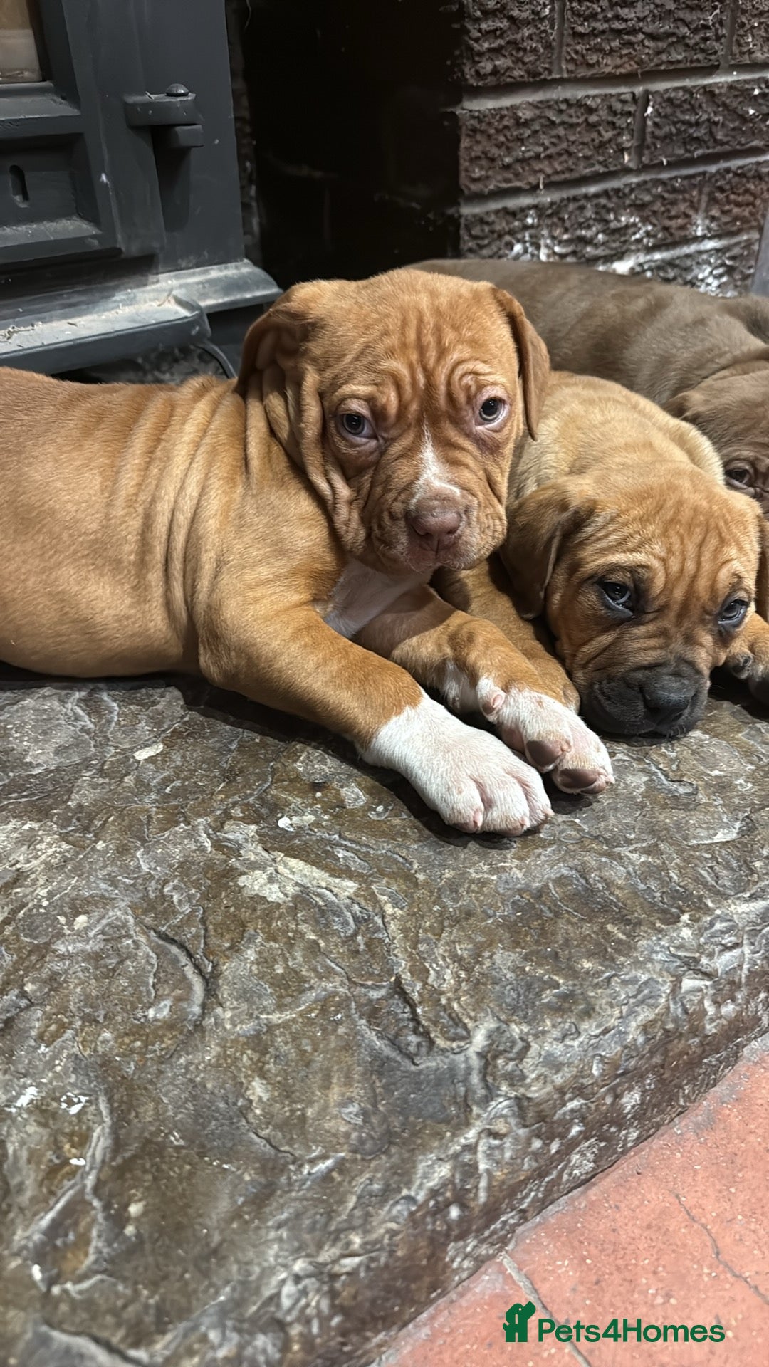 Mixed Breed dogs for sale: Ddb x cane corso - Advert 5