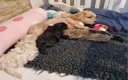 Maltipoo dogs for sale: Rare F2 Toy Maltipoos, DNA Clear + Basic Training - Image 39
