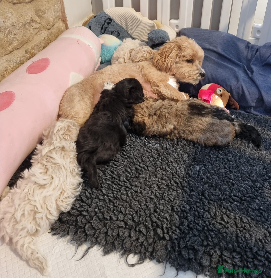 Maltipoo dogs for sale: Rare F2 Toy Maltipoos, DNA Clear + Basic Training - Image 39