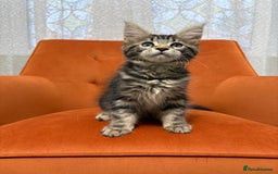 Maine Coon cats for sale: 💫Maine Coon Kittens Available- Champion Pedigree✨ - Image 6