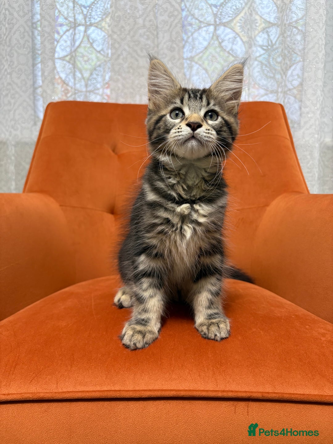 Maine Coon cats for sale: 💫Maine Coon Kittens Available- Champion Pedigree✨ - Image 6