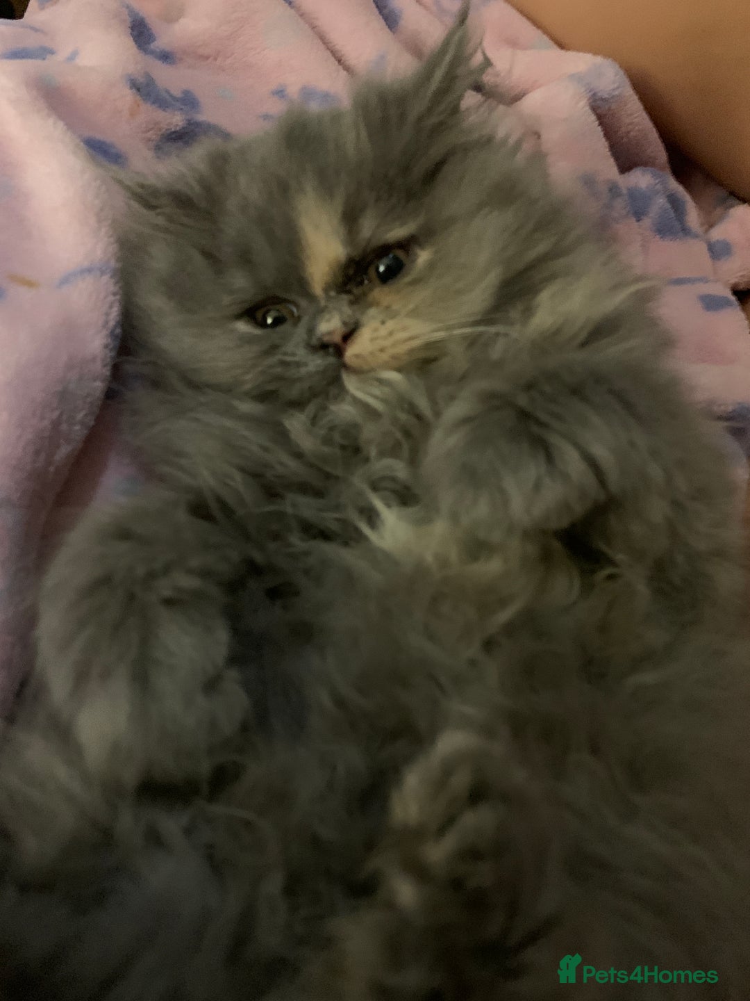 Persian cats for sale: Female Persian  - Advert 2