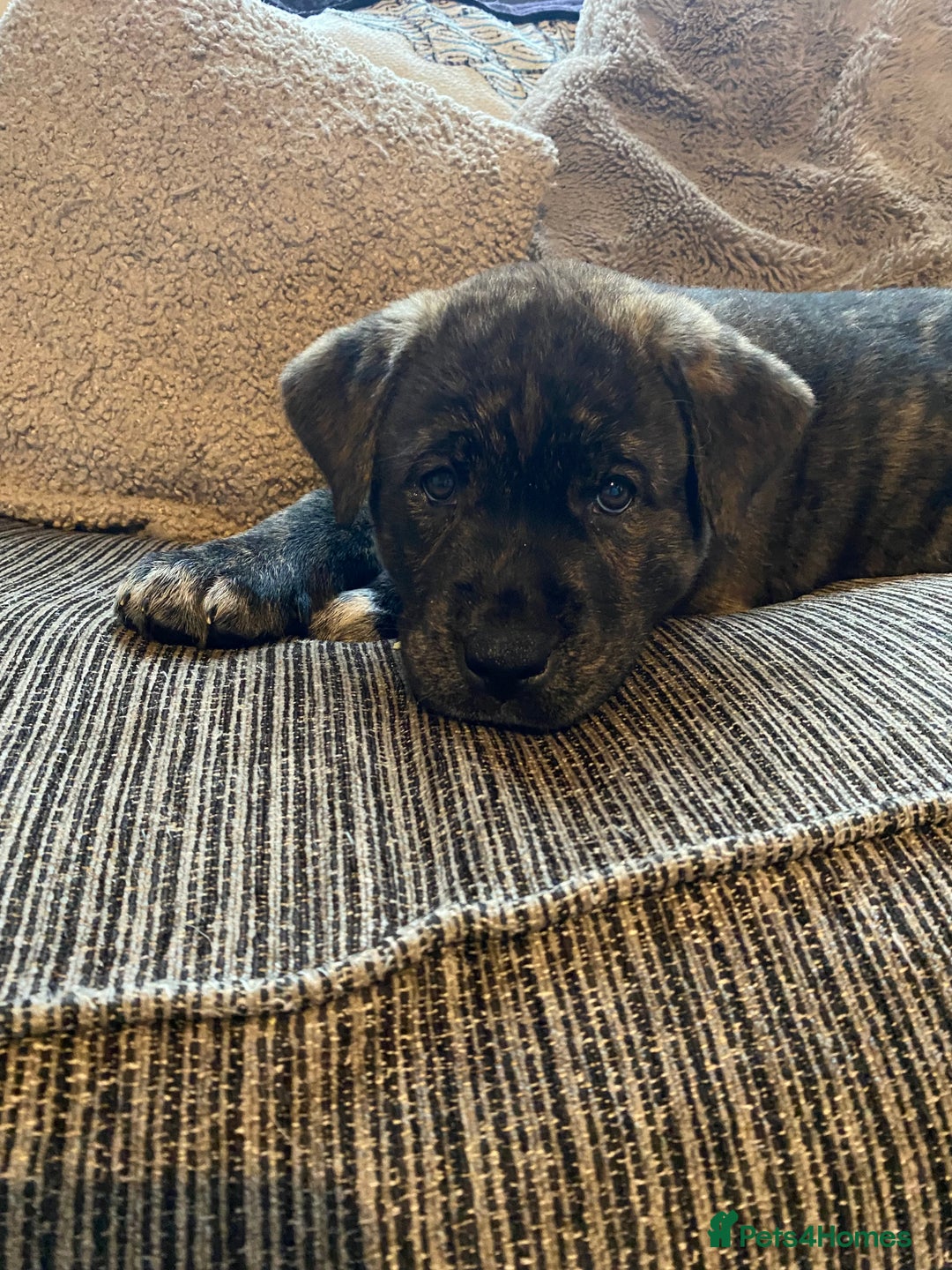 Mixed Breed dogs for sale: Rottweiler cross Akita (rokita) - Image 13