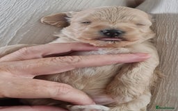 Maltipoo dogs for sale: Multipoo boy - Image 7