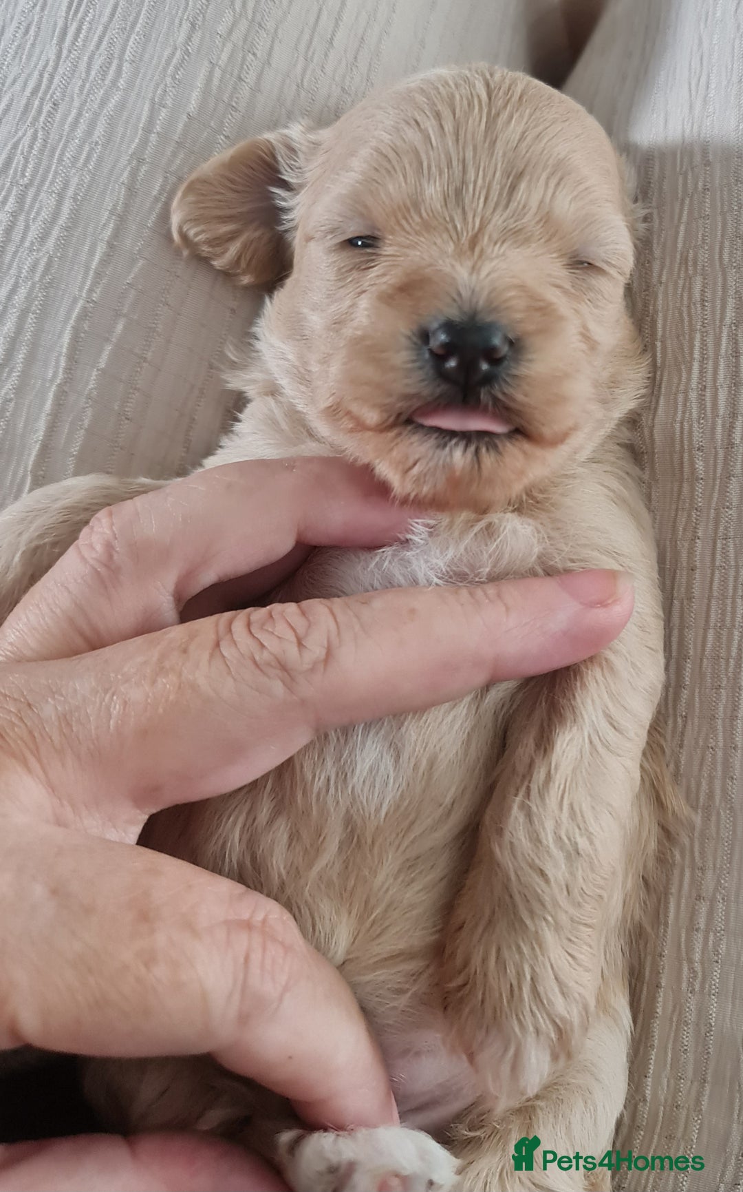 Maltipoo dogs for sale: Multipoo boy - Image 7