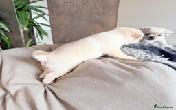 Pug dogs for sale: Adorable Pug x Pomeranian Puppies, Ready Today. - Image 23