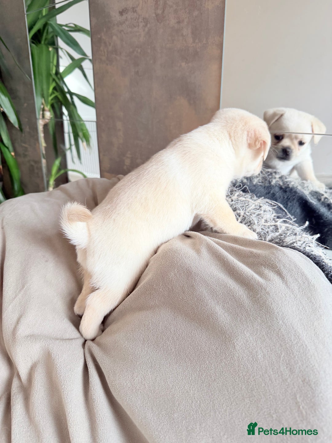 Pug dogs for sale: Adorable Pug x Pomeranian Puppies, Ready Today. - Image 23