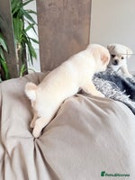 Pug dogs Last Fabulous Puppy available for Loving Home 🏡 - Advert 14