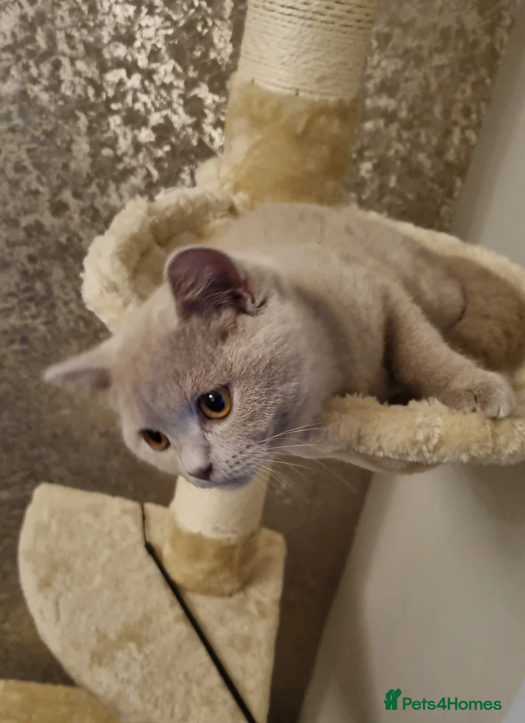 British Shorthair cats for sale: BSH Lilac girl ready for forever home - Advert 1