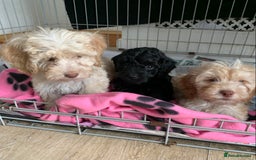 Cockapoo dogs for sale: Cockapoo puppies ready now - Image 2