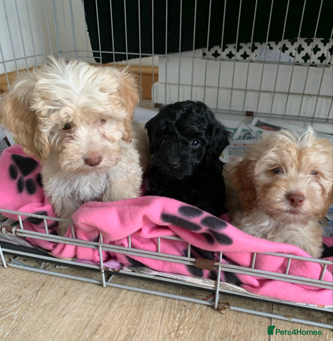 Cockapoo dogs for sale: Cockapoo puppies ready now - Image 2