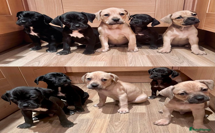 Cane Corso dogs - Advert 1