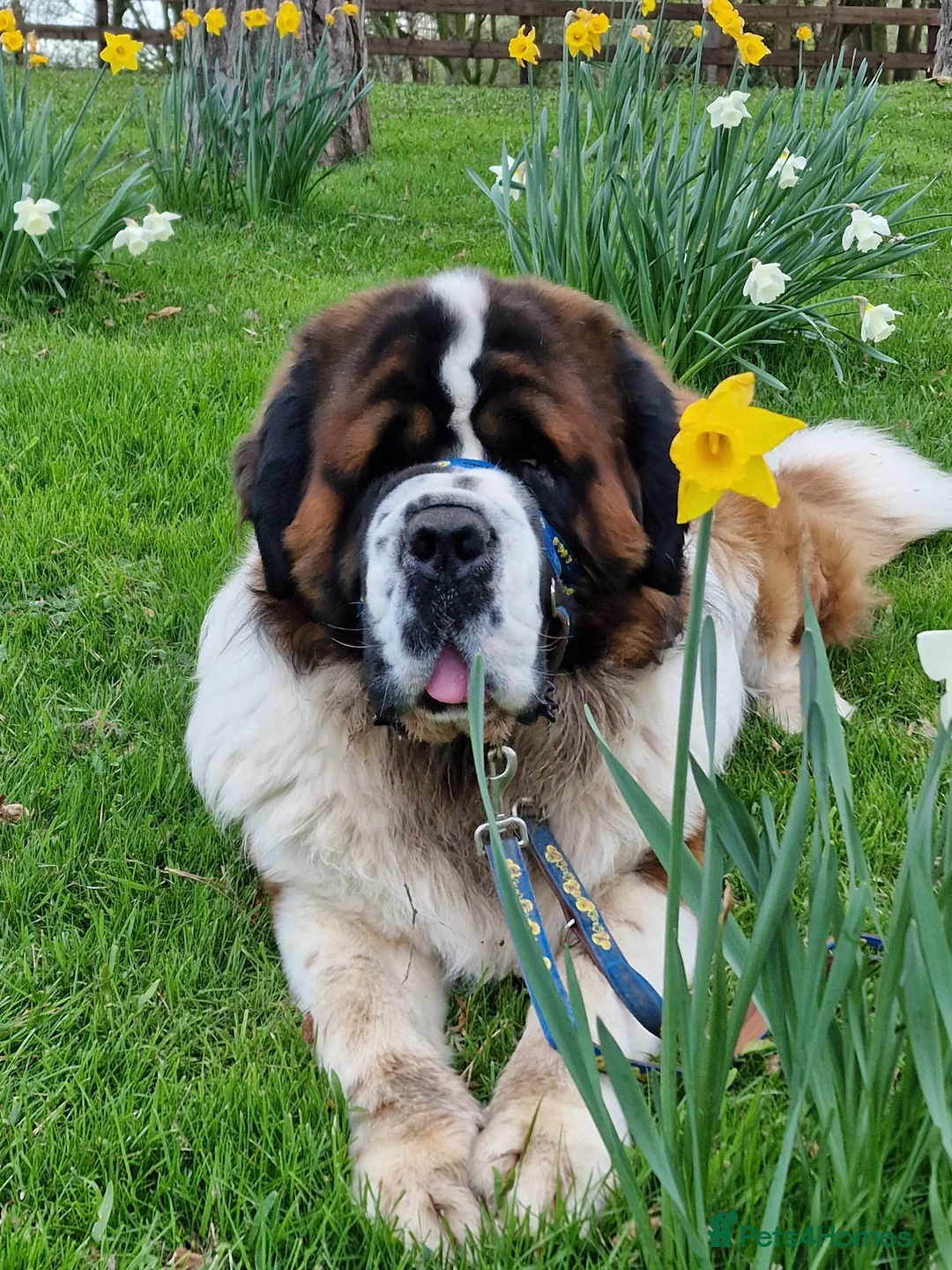 Saint Bernard dogs for stud: Outstanding KC reg saint Bernard for stud.  in Chester - Advert 4