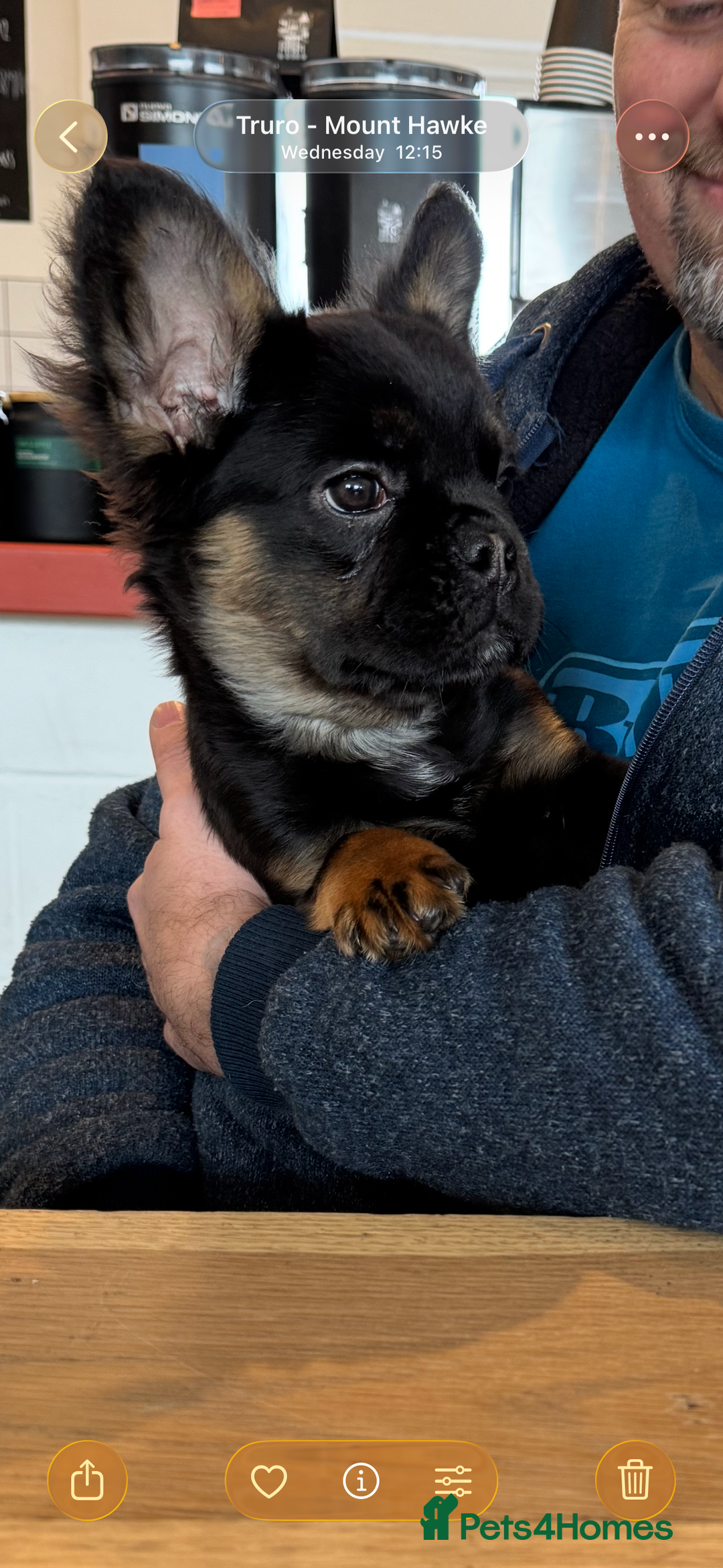 French Bulldog dogs for sale: Fluffy French bulldog - Advert 2