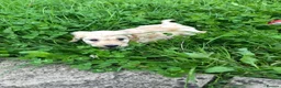 Cockapoo dogs for sale: Lovely F1 Cockapoos in Radstock - Advert 13