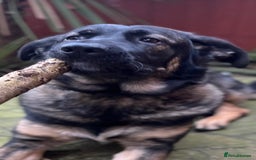 Mixed Breed dogs for sale:  German shepherd x Caucasian  - Image 2