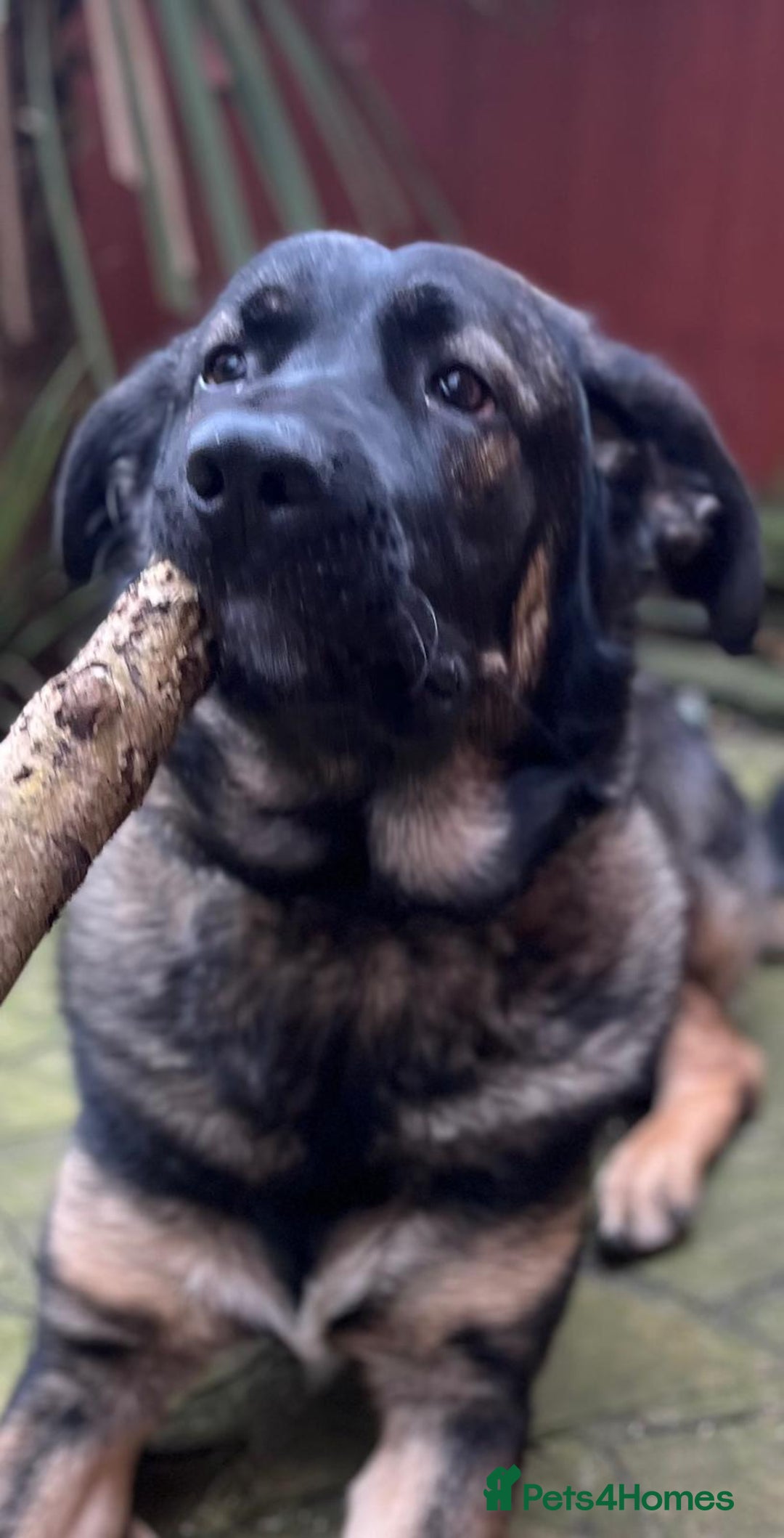 Mixed Breed dogs for sale:  German shepherd x Caucasian  - Image 2