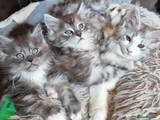 Maine Coon cats Tica registered kittens ready now - Advert 17