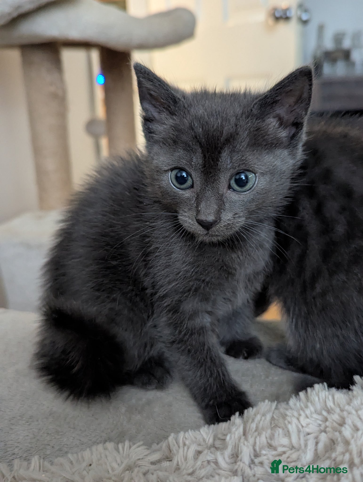 Mixed Breed cats for sale: Beautiful half ragdoll kittens  - Advert 15