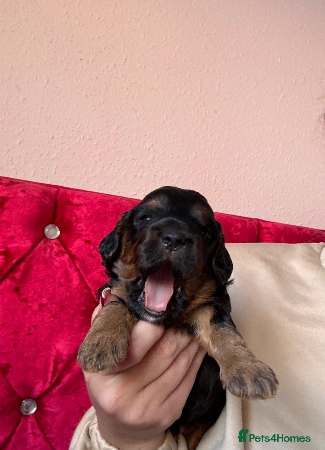 Cockapoo dogs for sale: (1 Left) Stunning Cockapoo Puppies Health Tested  - Advert 17