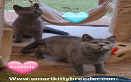 British Shorthair cats for sale: BSH Brother & sister READY NOW! GCCF reg.  in Lowestoft - Image 3