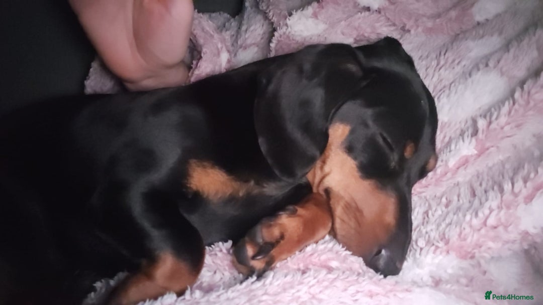 Miniature Dachshund dogs for sale: Miniature dachshund male puppies - Advert 23