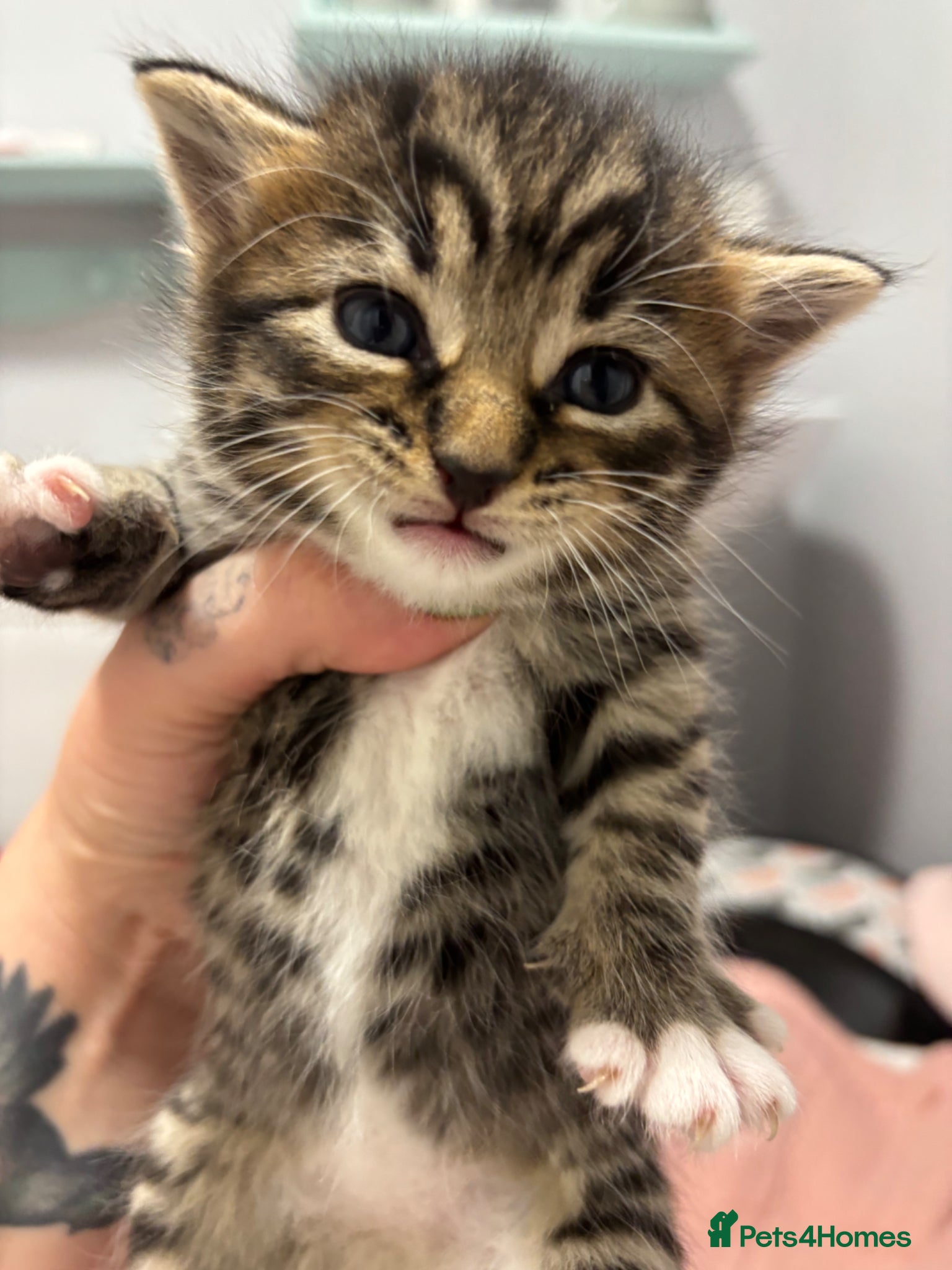 Domestic Shorthair cats 4 kittens for sale, 4 weeks old   - Advert 5