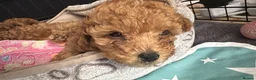 Toy Poodle dogs for sale: Beautiful Toy Poodle Puppies – Leeds in Leeds - Advert 24