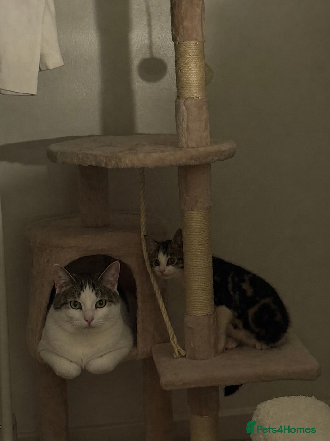Mixed Breed cats Domestic short hair mixed with British short hair  - Advert 1