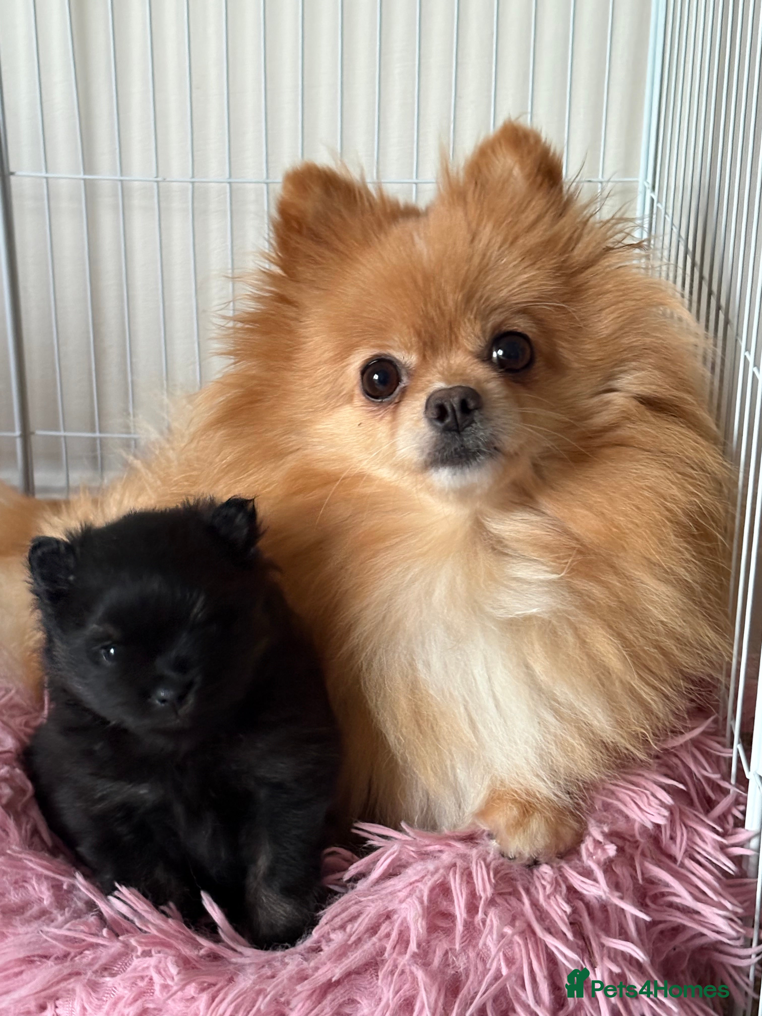 Pomeranian dogs Tiny Female Black Pomeranian Puppy  - Advert 8