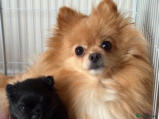 Pomeranian dogs Tiny Female Black Pomeranian Puppy - Advert 8