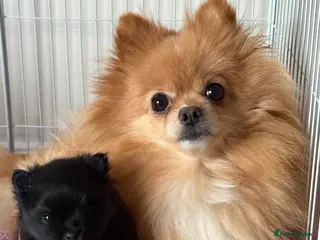 Pomeranian dogs Tiny Female Black Pomeranian Puppy - Advert 7