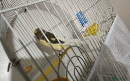 Finches birds for sale: SE171DE  - Advert 3