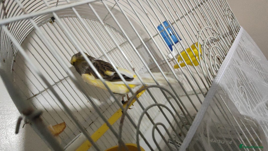 Finches birds for sale: SE171DE  - Advert 3