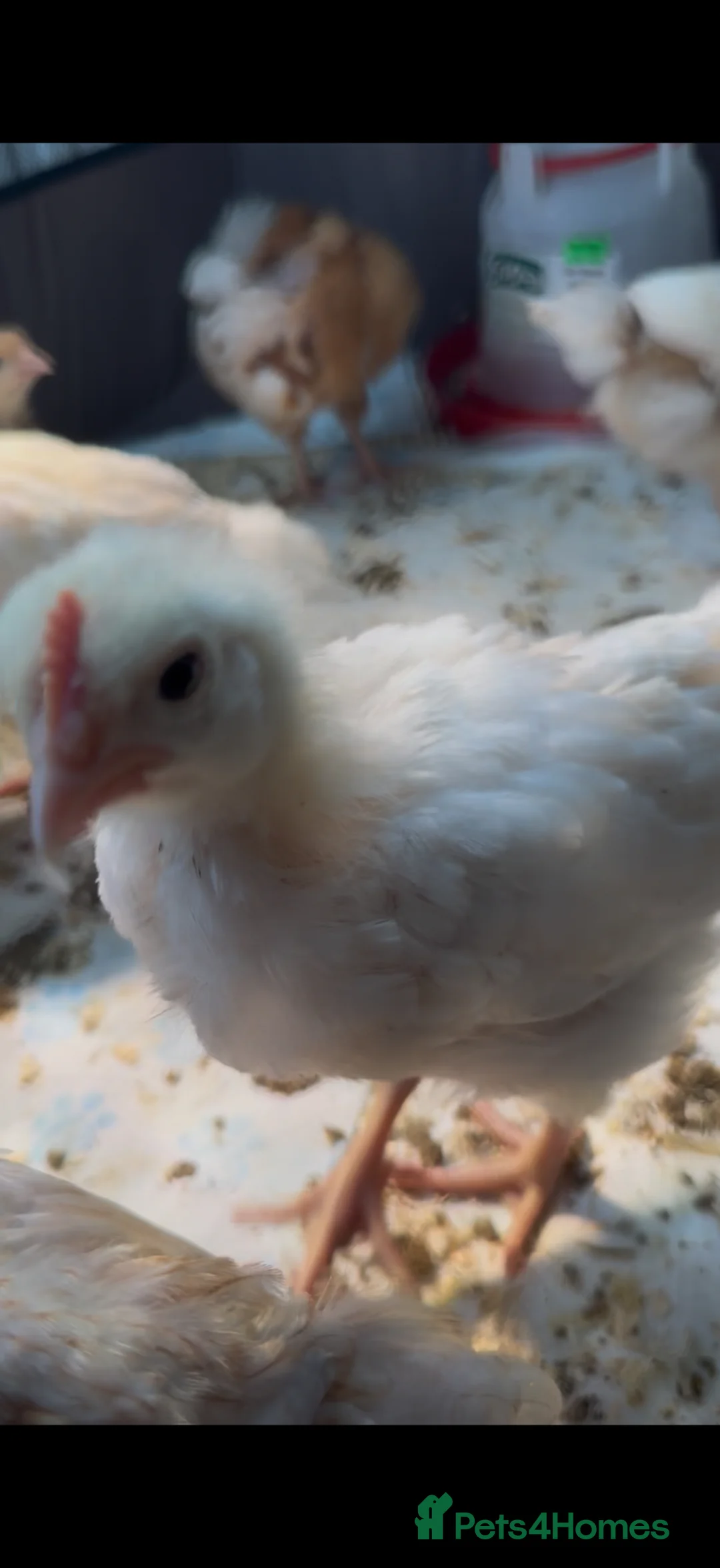 Chickens poultry for sale: 4 Cockerels- standard (meat) breed in Oldham - Advert 5