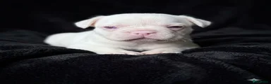 French Bulldog 4