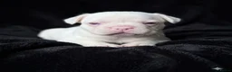 French Bulldog dogs for sale: French bulldog puppies  - Advert 39