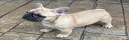 French Bulldog dogs for sale: 3 French bull dog Puppies for sale  - Advert 2