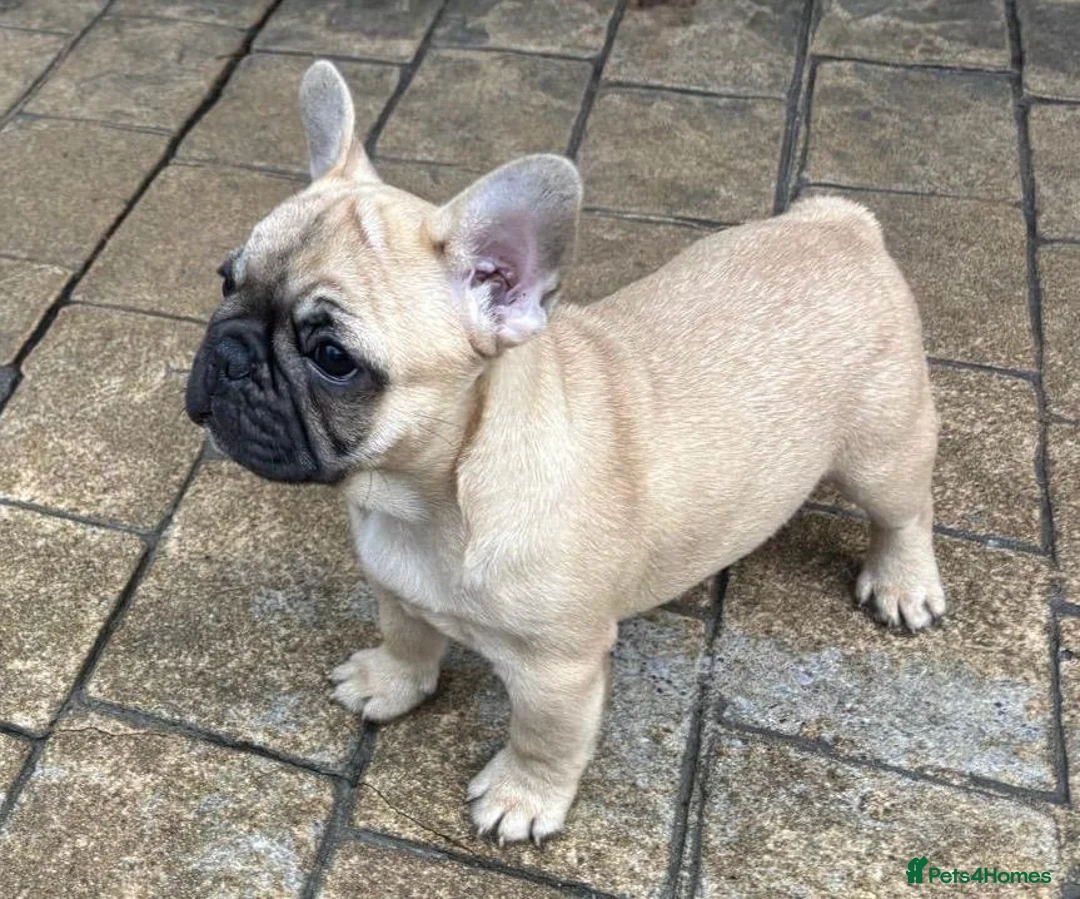 French Bulldog dogs for sale: 3 French bull dog Puppies for sale  - Advert 2