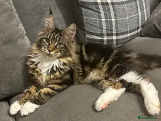 Maine Coon cats TICA ACTIVE FEMALE MAINE COON - Advert 1