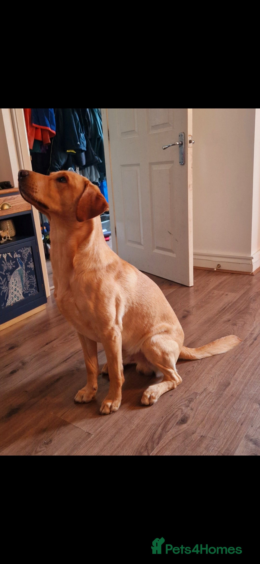 Labrador Retriever dogs for stud: Unproven Labrador Stud NO FEE. KC reg/BVA screened in Brecon - Advert 6