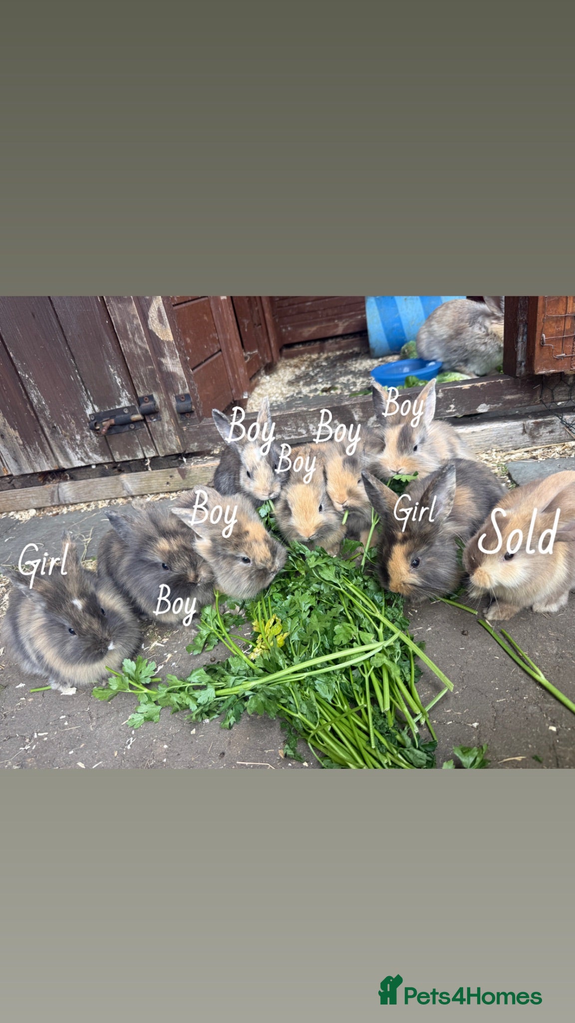 Mixed Breed rabbits Lop x lionhead Rabbits - Advert 1