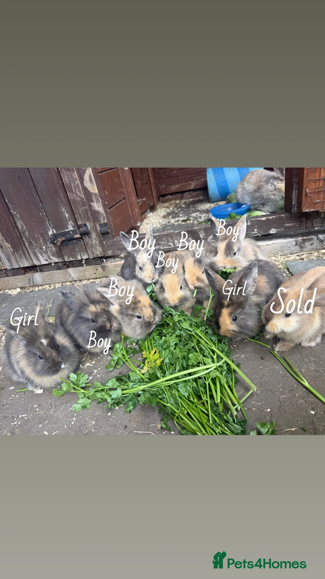 Mixed Breed rabbits for sale: Lop x lionhead Rabbits - Advert 1