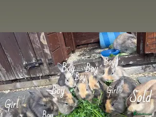 Mixed Breed rabbits Lop x lionhead Rabbits - Advert 1