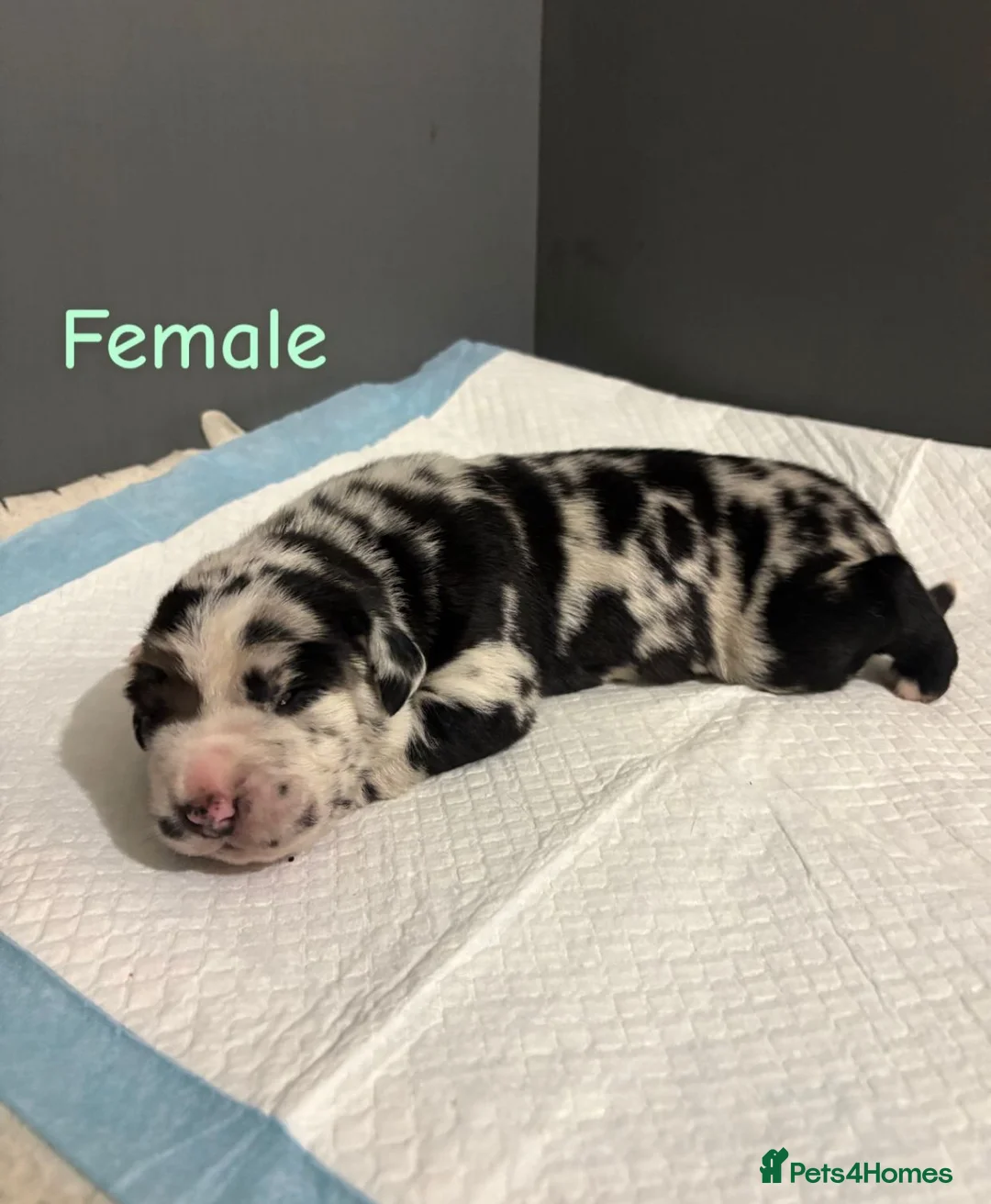 Mixed Breed dogs for sale: Stunning litter of 7 Presa Canario X Bandog - Advert 15