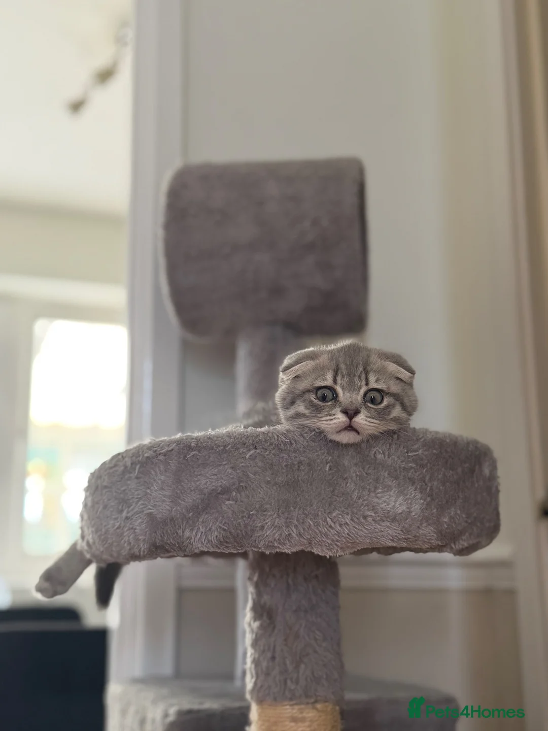 British Shorthair cats for sale: 🐾 3 adorable kittens looking for loving homes! 🐾 - Advert 2