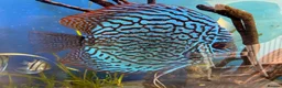 Discus fish for sale: 6 Large Discus  in Sutton - Advert 8