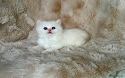 Persian cats for sale: 🐾 Beautiful Himalayan Persian Kittens 🐾 - Image 3